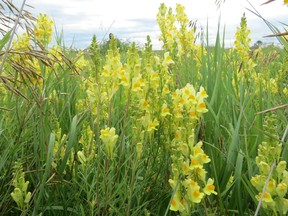 Yellow Toadflax infestation at Golden Ranches.