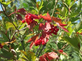 High bush cranberry can be made into a delicious jelly.