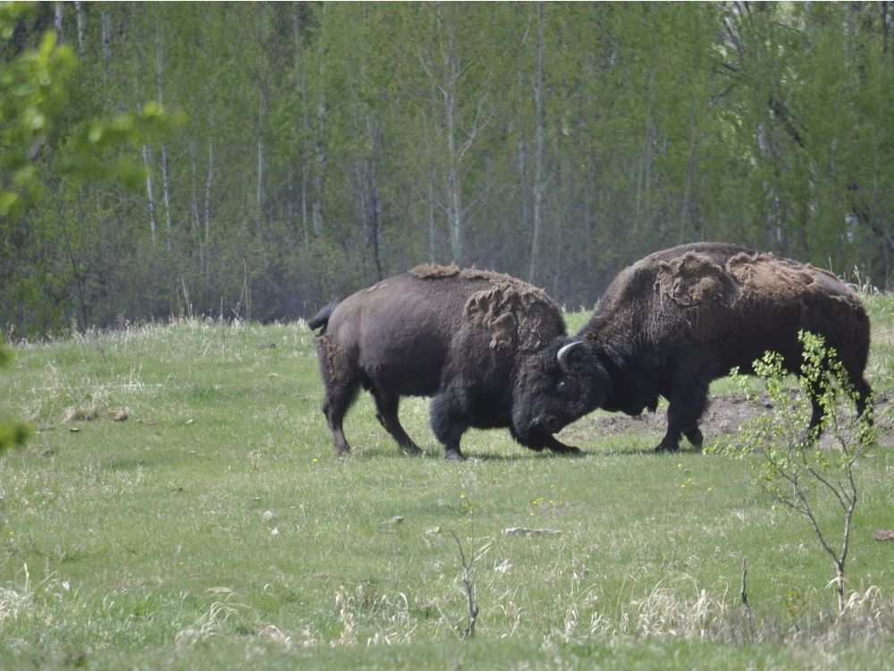 Bison butting heads at Elk Island Park.