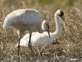 Wood Buffalo National Park, which is the only breeding habitat for whooping cranes, is being visited by a UNESCO mission.
