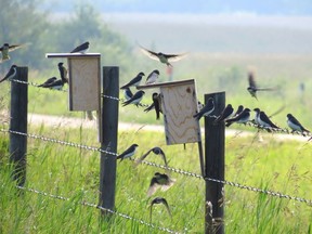 Colony of Tree Swallows using the nest boxes at Golden Ranches. For Nature Notes column