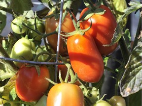 The decision whether to let your tomatoes ripen on the vine or inside the house comes down to personal preference.
