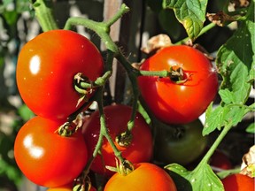 Ensuring adequate moisture and calcium uptake can help tomatoes avoid blossom end rot.