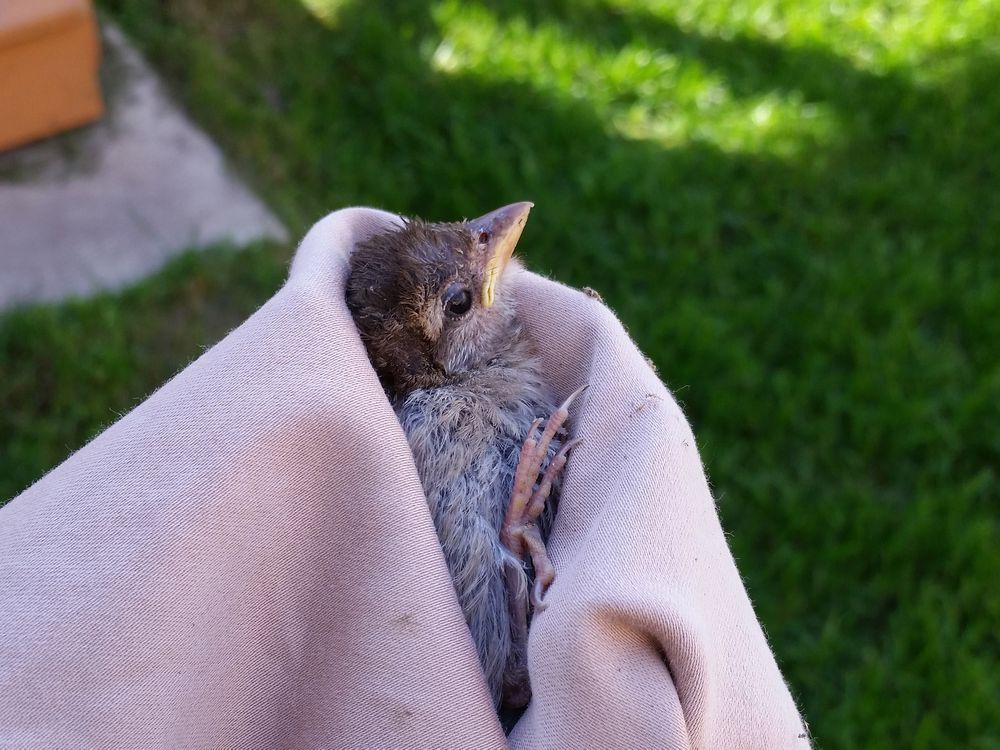 Nature Notes: I found a baby bird, now what?