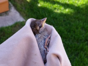 House sparrow fledgling rescued from a window well.