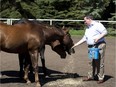 Jason Kenney feeds a horse after speaking at a barbecue at the home of Rita Reich on Aug. 16, 2016 near Lacombe during his cross-Alberta tour.