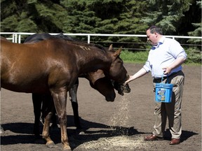 Jason Kenney feeds a horse after speaking at a barbecue at the home of Rita Reich on Aug. 16, 2016 near Lacombe during his cross-Alberta tour.