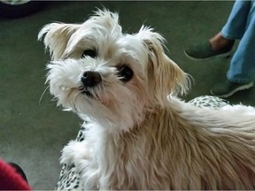 Kelly Borody said her dog Izzy, an eight-year-old Maltese Yorkshire terrier cross, was killed by a German shepherd.
