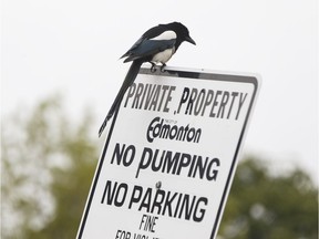 A magpie perches on a City of Edmonton parking sign on May 20, 2016. A letter writer says any civic initiative celebrating the magpie is a ridiculous idea.