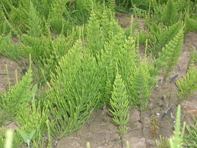 Field horsetail is one of the most difficult of weeds to eradicate from a lawn or garden.