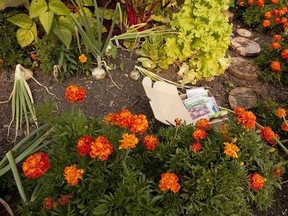 Edmonton resident Erin Lau showed her front yard vegetable garden to the Journal in 2014.