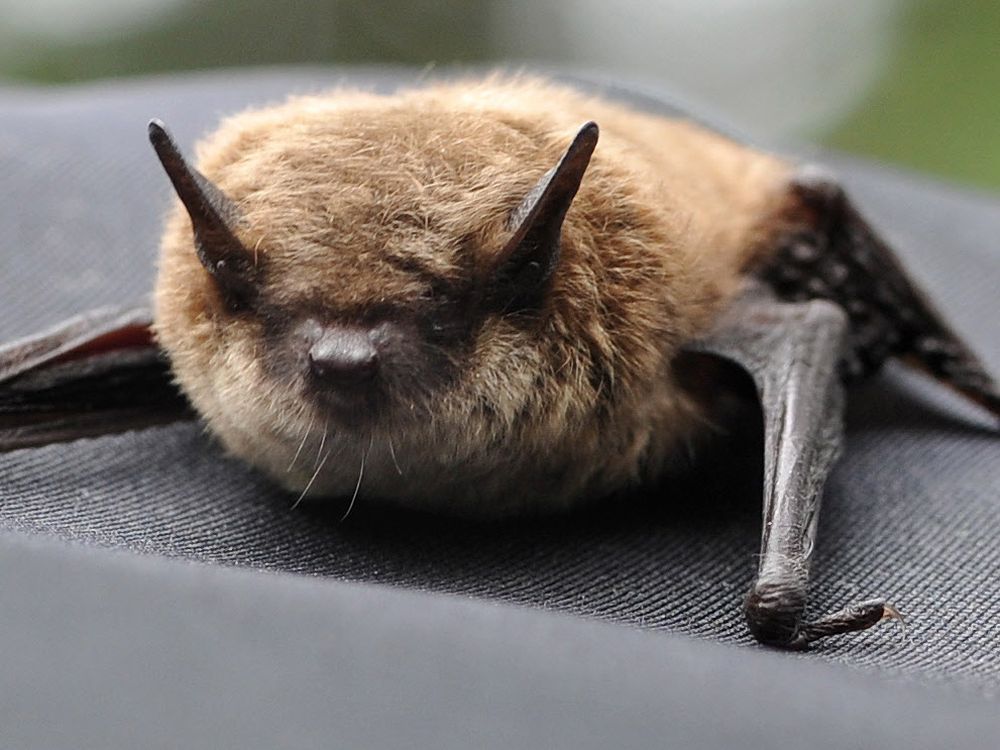 Bat rabies cases more than double in Alberta compared to last year