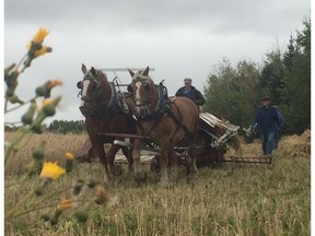Staff at the Ukrainian Cultural Heritage Village use horse-drawn farm equipment to harvest a field of wheat during their Harvest of the Past event Sept. 11, 2016.