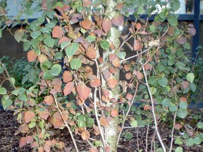 Bronze leaf disease is a fungus that impacts poplar trees and can only be controlled by pruning the affected areas.