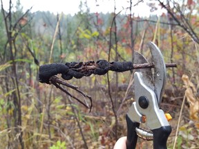 Black knot infected branch, trimmed from tree at Pipestone Creek.
