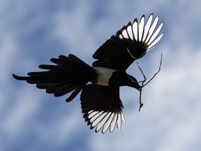 A magpie gathers twigs for a nest with its partner on the grounds of the University of Alberta on March 10, 2016.