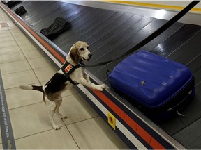 Detector dog Max at the Edmonton International Airport on October 28, 2016, where Max retired from service and was replaced by detector dog Beau.