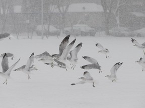 Seagulls take to the air in Dermott District Park in a snowstorm in Edmonton, Alberta on Friday, October 14, 2016.