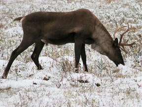 A member of the Little Smoky caribou herd, photographed in Jasper National Park.