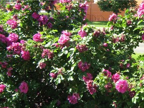When relocating rose bushes (or any other plants) make sure to water them reduce shock or eliminate air pockets in the new soil.
