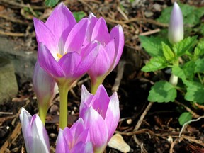 Colchicums can provide some much-needed colour in September and October.