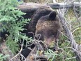 Alberta Fish and Wildlife is seeking information on the fatal shooting of this grizzly bear on the Pembina River Road about 48 kilometres south of Hinton on Oct.3, 2016.