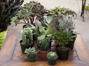 Avoid overwatering your succulents, and preserve their health by keeping them out of hot or sandy spots.