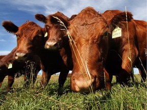 Red Angus cattle.