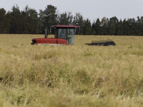 A farmer brings in his crop of peas in a field south of Wetaskiwin, Alberta this fall.