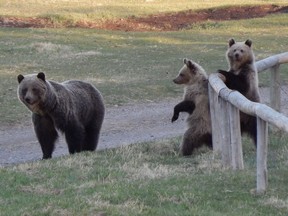 A grizzly bear and her cubs are shown in a handout photo. When it comes to bad behaviour in grizzly bears, new research blames the moms. A University of Alberta study suggests that cubs who have watched their mothers come into conflict with people are more likely to do so as well.