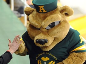 Guba, the University of Alberta Golden Bears mascot.
