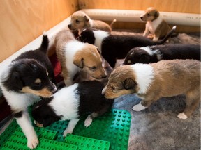 A litter of three-week-old puppies play in a pen at the home of Kristine Aanderson on Monday, November 7, 2016. The smooth collie pups, who are being raised to become service dogs by Hope Heels, will be named after first responders and veterans who have committed suicide.