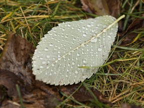 Rain drops form on a leaf on campus on a cold day at the University of Alberta in Edmonton, Alberta on Sunday, November 6, 2016.