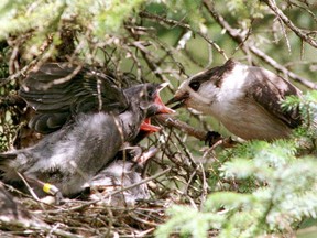 A gray jay feeds its young in a file photo. The University of Alberta's John Acorn writes that the gray jay is a fitting species to be Canada's national bird, as proposed by Canadian Geographic.