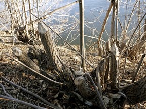 Tree stumps chewed by beavers in Government House Park on the bank of the North Saskatchewan River in Edmonton on November 14, 2016.