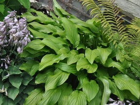 Most hostas are hardy enough to survive through the winter without any help.