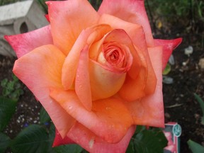 Hybrid tea roses are not hardy enough to survive winter on their own, but careful preparation can ensure that they're still blooming in the spring.