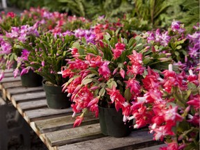 Schlumbergera genus, or Christmas cactus, can add a nice pop of colour to the holiday season.