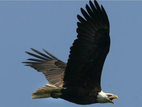 A bald eagle like the one pictured here is being released back into the wild Thursday Nov. 10, 2016, after recovering from injuries.