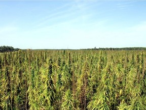 Hempco is moving its headquarters from Burnaby, B.C. to a new plant in Nisku in another sign of growth in Canada's hemp food industry.