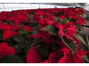 Despite rumours that have been widely accepted for nearly 100 years, poinsettias are not poisonous.