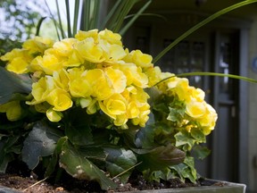 Geraniums need plenty of sunlight, even during the winter months, to prevent them from turning pale.