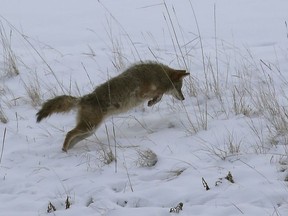 A coyote hunts near Fox Drive in Edmonton on Monday Jan. 2, 2017.
