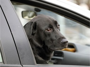 A dog gets some air while riding in a car in downtown Edmonton on Wednesday January 18, 2017 as temperatures reached a balmy 9C degrees.