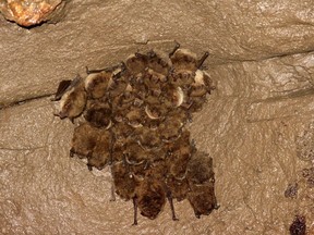 Cluster of bats in the recently confirmed hibernaculum in western Alberta.  These little brown myotis are an endangered species in Canada due to the threat of White Nose Syndrome. In eastern Canada, clusters of bats like these allow the spread deadly fungal spores among each other — bats typically die of the disease before the end of wintering winter hibernation.
