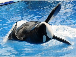 The six-tonne orca Tilikum, in a performance at Sea World on March 30, 2011 in Orlando, Florida, died Friday.