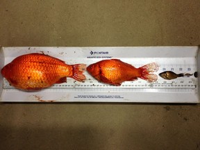 Goldfish caught in a storm water pond in Fort McMurray in 2015. Goldfish are considered an aquatic invasive species in Alberta and appear to thrive when dumped in natural environments.