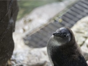 Nina the African penguin chick is seen in its colony at Marine Life at West Edmonton Mall in Edmonton, Alberta on Tuesday, January 17, 2017.