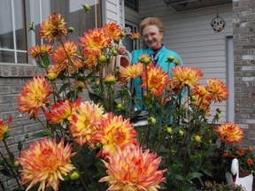 Dahlias can be stored indoors during the winter months, as long as they are kept at a temperature between 7 and 13 degrees Celsius.