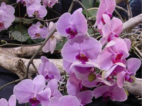 The brilliant blooms of the phalaenopsis orchid can last for six months or longer under the right conditions.